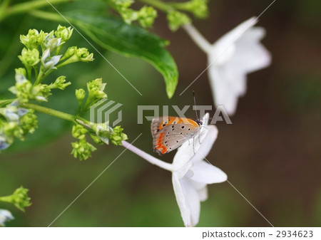 Benicida and Yamazadai _ 3 Benicida and Yamazadai _ 3 2934623