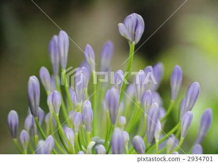 百子花早花和芽 2934701