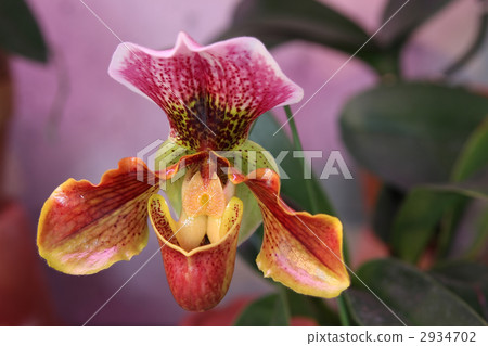 Paphiopedilum · Winston Churchill 2934702