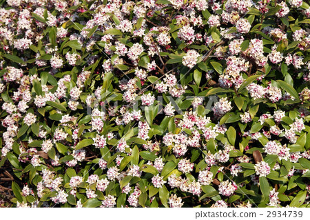 Sinking flower 2934739