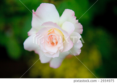 bloom, blossom, blossoms 2934975