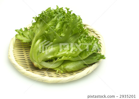 Frill lettuce Frill lettuce 2935201