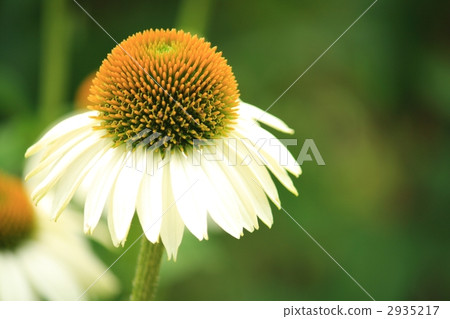 Echinacea Echinacea 2935217