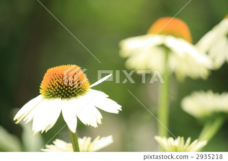Echinacea Echinacea 2935218