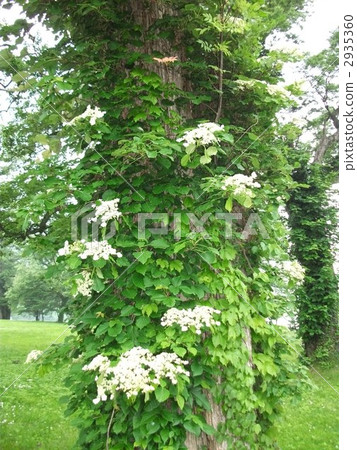 起重機繡球花纏繞在立式縱行上並延伸至高處 2935360