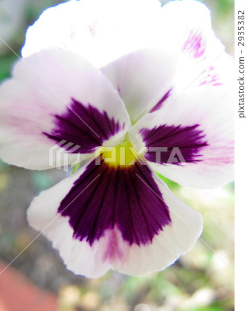 三色堇 2935382