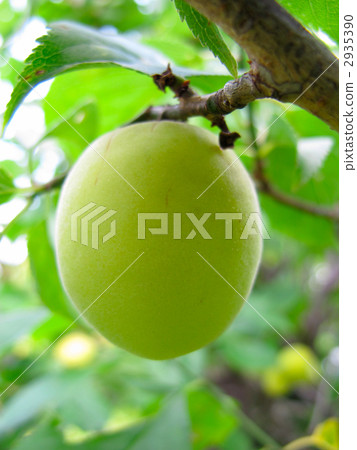Plum fruit 2935390