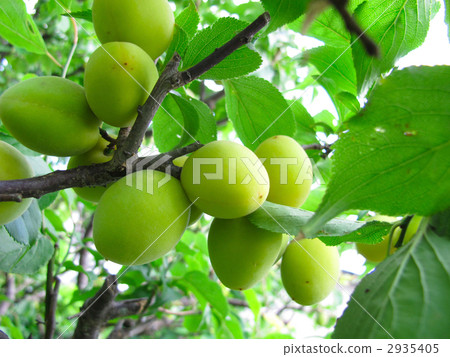 Plum fruit Plum fruit 2935405