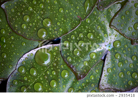 睡蓮葉濕雨 睡蓮葉濕雨 2935418