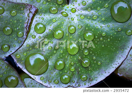 Water lily leaves wet with rain 2935472