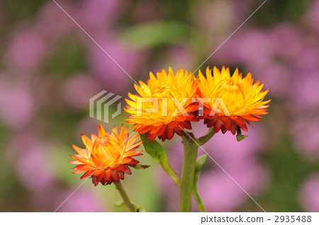 Mugiwaragiku Helichrysum 2935488