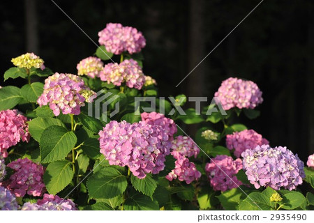 繡球 繡球 2935490