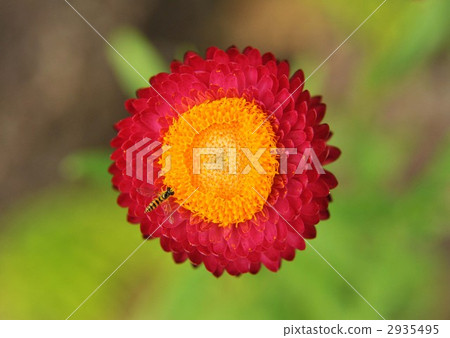 Mugiwaragiku Helichrysum 2935495