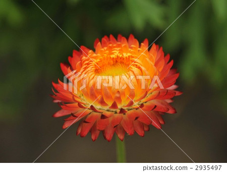 Mugiwaragiku Helichrysum 2935497