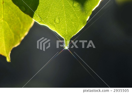 Shizuka yaka 2935505