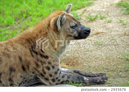 斑鬣狗 2935676