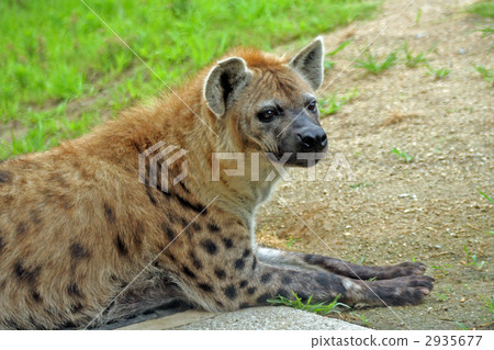 斑鬣狗 2935677