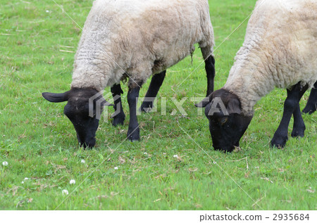 綿羊 陸生動物 動物 2935684