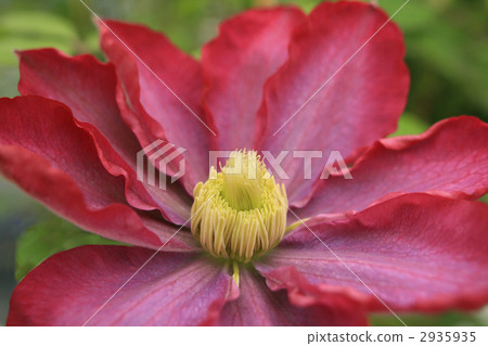 鐵線蓮柿子 鐵線蓮柿子 2935935