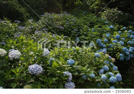 A hydrangea garden hydrangea A hydrangea garden hydrangea 2936093