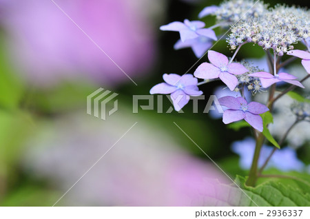 Murakisawa繡球花方法·繡球花 Murakisawa繡球花方法·繡球花 2936337
