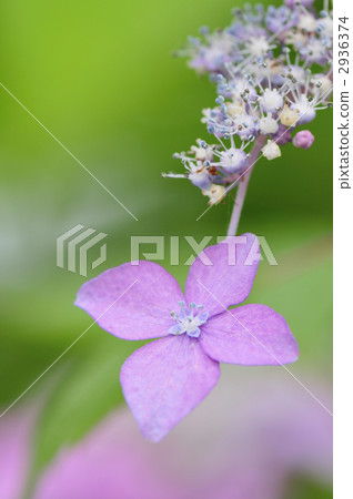 Murakisawa繡球花方法·繡球花 2936374