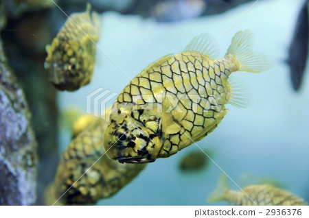 Matsukasa wo 2936376