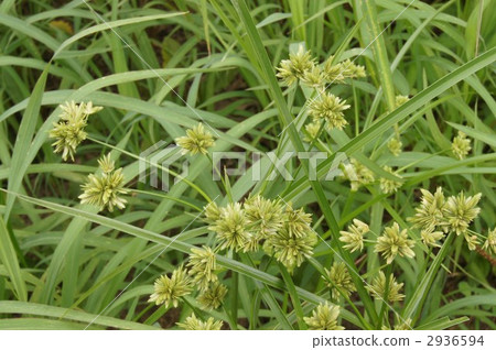 Mosquito net hanging grass 2936594