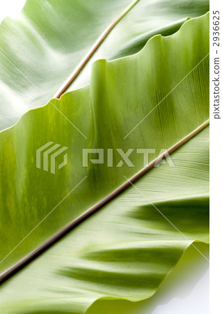 Taniwatari Taniwatari 2936625