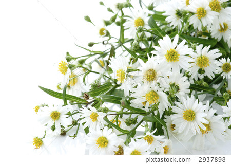 一束 一束 2937898