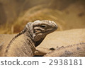 犀牛鬣蜥 2938181