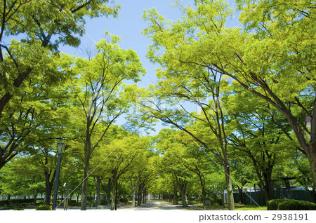 Fresh green Fresh green 2938191