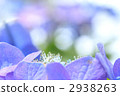 Hydrangea in light 2938263