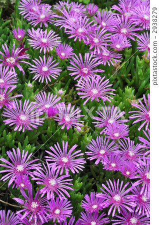 拖尾製冰廠 花朵 花 2938279