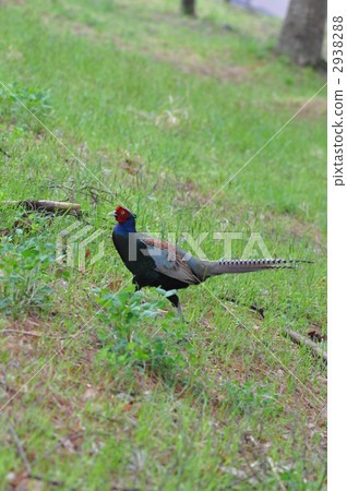日本野雞 綠雉 國鳥 2938288