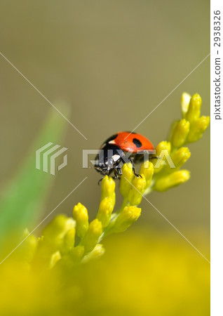 ladybug, ladybugs, bug 2938326
