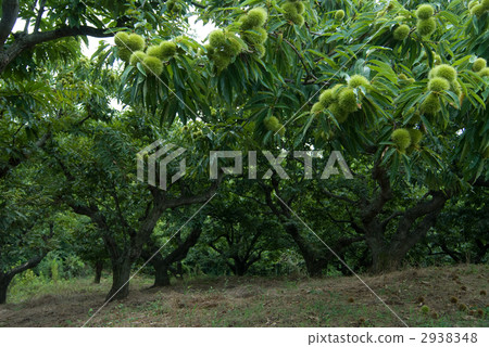 伯爾 伯爾 2938348