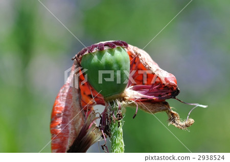 oriental poppy, seed, poppy 2938524