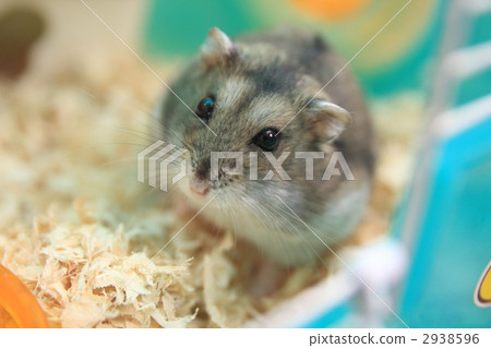 Djangarian · hamster 2938596