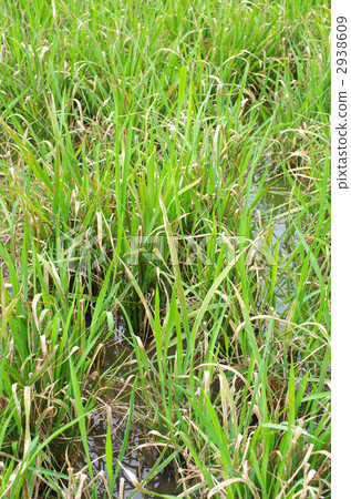 Rice blistering disease 2938609