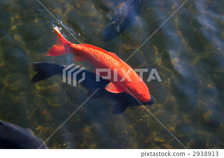Red and blue carp 2938913