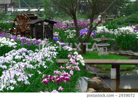 eitaku-ji, iris garden, hyogo 2939072