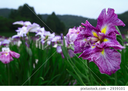 愛麗思花園 花朵 花 2939101