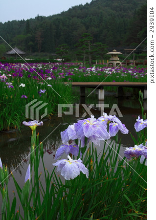 愛麗思花園 花朵 花 2939104