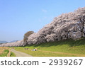 Cherry blossom trees on the backbore 2939267