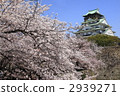 Osaka Castle and Sakura 2939271