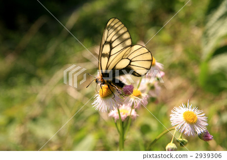 烏蘇巴族 2939306