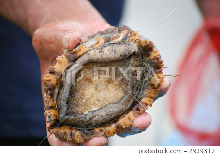 鮑魚 鮑魚 2939312