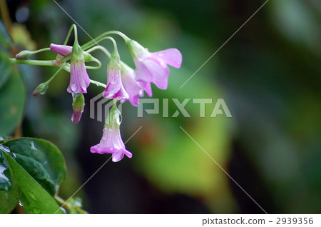 Katabari和雨滴 2939356