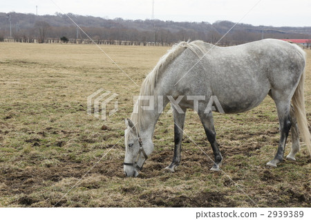 母馬 母馬 2939389